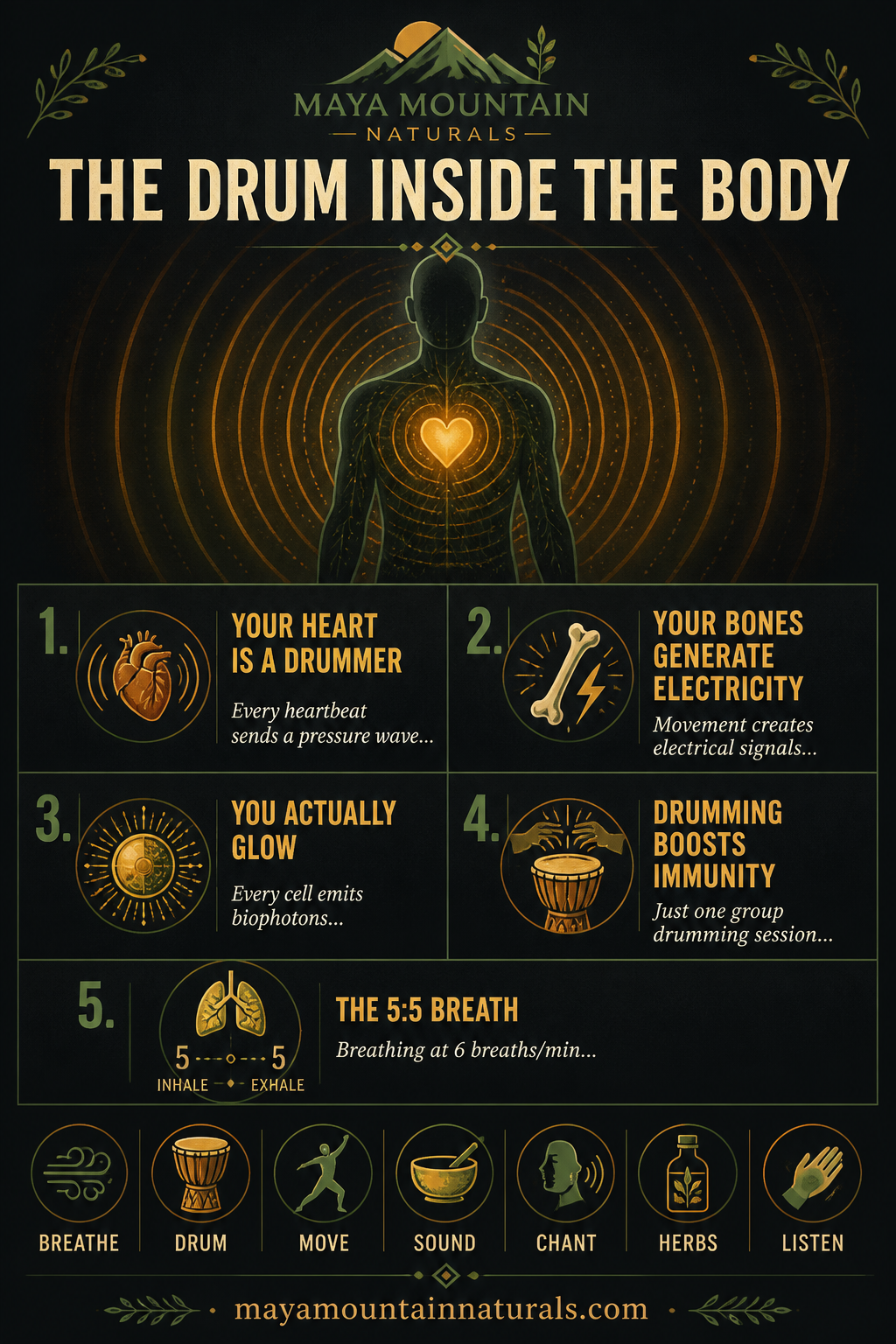 The Drum Inside the Body infographic: heart as drummer, bones generate electricity, cells emit biophotons, drumming boosts immunity, and the 5:5 coherence breath, plus practices to breathe, drum, move, sound, chant, herbs, and listen