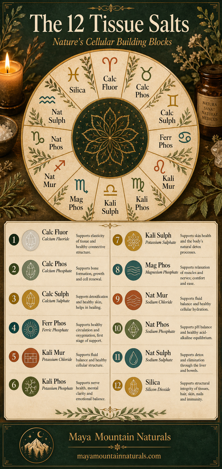 The 12 Tissue Salts infographic by Maya Mountain Naturals — a zodiac wheel pairing each of the twelve Schüssler cell salts with its astrological sign, plus a numbered reference list: Calc Fluor (calcium fluoride) for tissue elasticity, Calc Phos (calcium phosphate) for bone formation, Calc Sulph (calcium sulphate) for detox and skin, Ferr Phos (ferric phosphate) for circulation and oxygenation, Kali Mur (potassium chloride) for fluid balance, Kali Phos (potassium phosphate) for nerves and mental clarity, Kali Sulph (potassium sulphate) for skin health and detox, Mag Phos (magnesium phosphate) for muscle and nerve relaxation, Nat Mur (sodium chloride) for hydration, Nat Phos (sodium phosphate) for acid-alkaline balance, Nat Sulph (sodium sulphate) for liver elimination, and Silica (silicon dioxide) for hair, skin, nails and structural integrity.