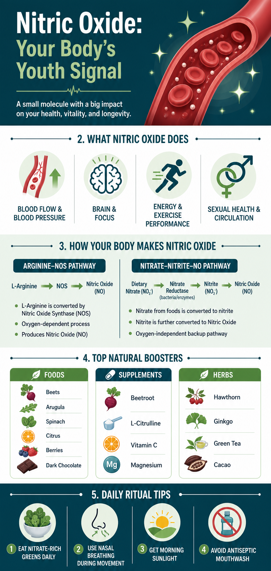 Infographic explaining nitric oxide: what it does, how the body makes it, top natural boosters, and daily ritual tips.
