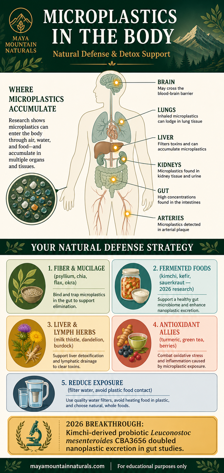 Microplastics in the Body — infographic showing where microplastics accumulate in human organs, how they enter the body, their health effects, and natural strategies to reduce exposure and support elimination.